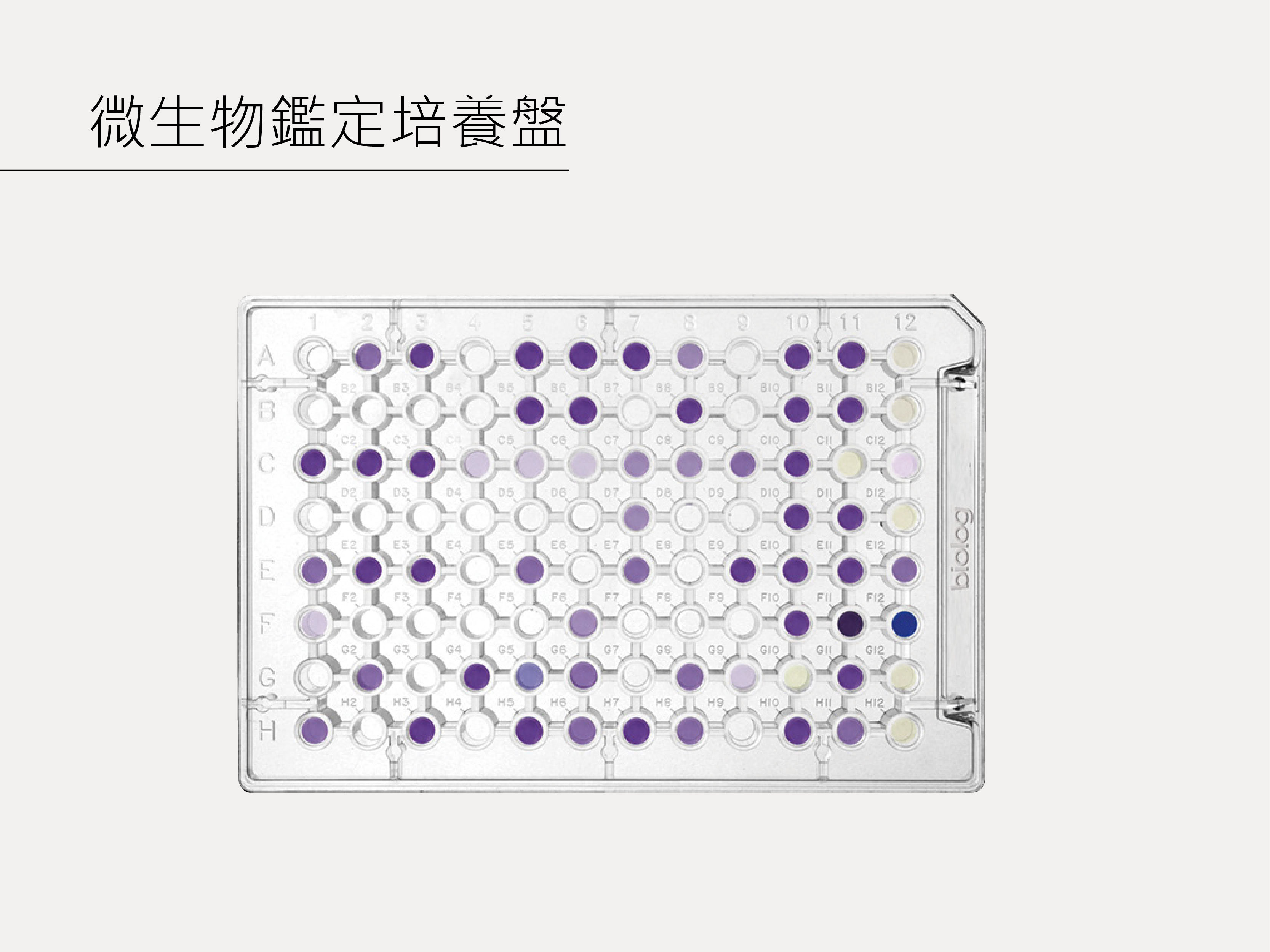 微生物鑑定培養盤